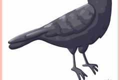 Animal_Crow
