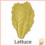 FruitsAndVegetables_Lettuce