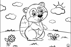 Raccoon