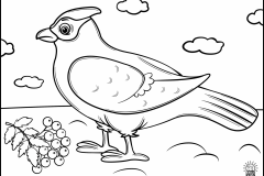 CedarWaxwing