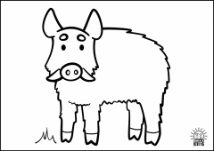 Boar