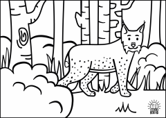 Lynx