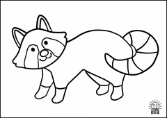 Racoon