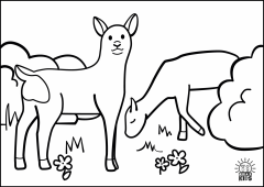 Roe