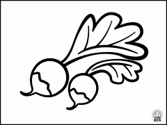 Radish