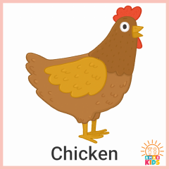 Animals.Chicken