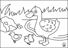 Duck1