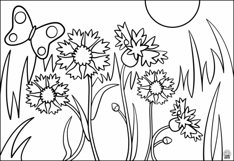 Cornflower