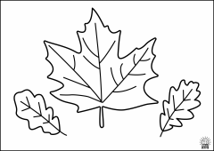 Leaf